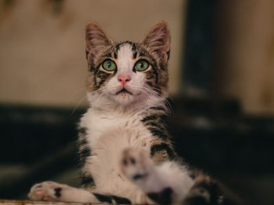 tolga-ahmetler-3T1nNcXRfC4-unsplash